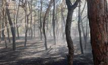 В Днепропетровской области чуть не вспыхнул хвойный лес