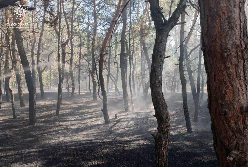 Новости Днепра про На Дніпропетровщині ледь не спалахнув хвойний ліс