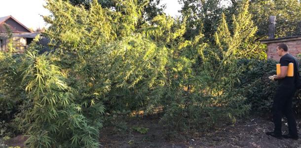 В Кривом Роге 71-летняя бабушка выращивала трехметровые кусты конопли на своем дворе