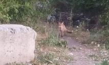 Никополь заполонили лисы-«захватщицы», которые из-за обстрелов живут на заводах и воруют скот