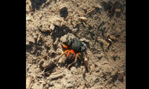На Днепропетровщине заметили опасного паука, от укуса которого немеет все тело (ФОТО)