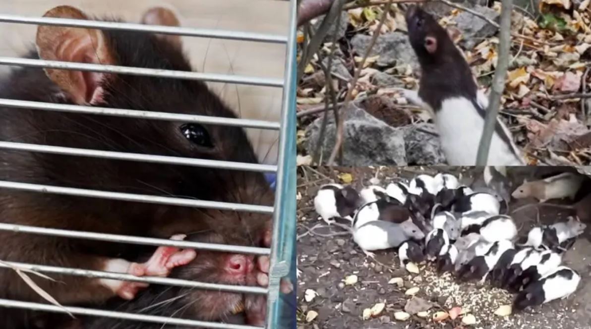 Новости Днепра про Семейство крыс из Кривого Рога, ставших звездами сети, может переехать в Париж