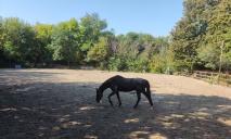 В Днепре конный клуб «завалил» навозом часть парка Зеленый Гай