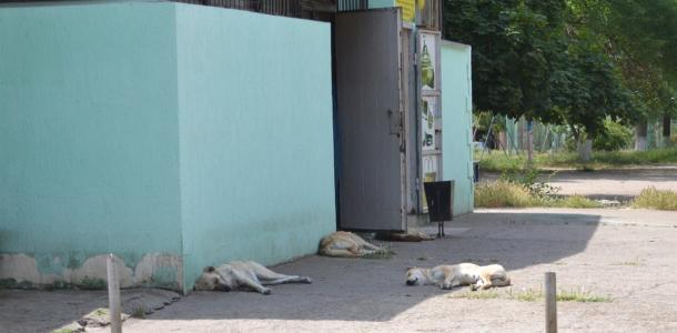 Не дают прохода: в общине на Днепропетровщине по улицам бесконтрольно гуляют стаи собак