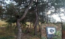 Гранитные надгробия и искусственные цветы: как выглядит полуразрушенное кладбище домашних животных на Победе в Днепре