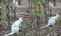 На Дніпропетровщині в лісі помітили кенгуру-альбіносів (ВІДЕО)