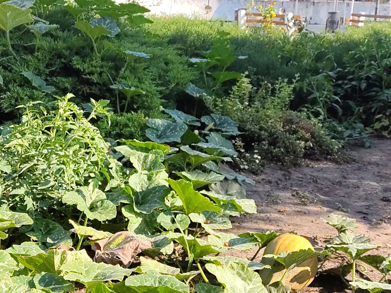 Новости Днепра про У парку Глоби у Дніпрі помітили стиглі гарбузи на клумбах та з'явився кабачковий крадій (ФОТО)