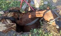 Рятували всією вулицею: на Дніпропетровщині витягували коня із глибокого колодязя (ВІДЕО)