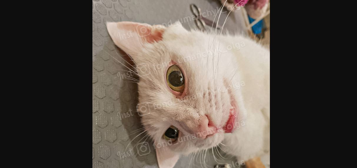 Новости Днепра про Божеволіла від спраги та голоду: у Дніпрі кішку кинули напризволяще у зачиненій квартирі