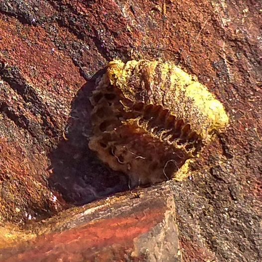 Новости Днепра про У заповіднику на Криворіжжі віднайшли скам'янілі останки жуків, яким понад 200 мільйонів років