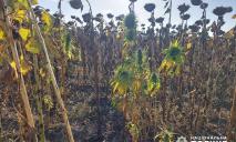 На Дніпропетровщині викрили 70-річного наркоагронома: вирощував канабіс між соняшниками