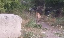 В Никополе бродячая лиса напала на домашнюю собаку