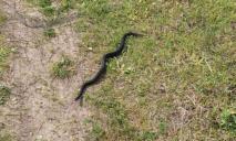 На Дніпропетровщині наприкінці жовтня зафіксували нашестя змій