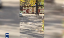 По улицам Киева бегал лесной олень (ВИДЕО)
