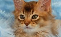 Як виглядає безвусе кошеня за 53 тис грн на продаж у Дніпрі (ФОТО)