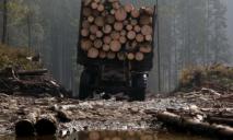 Посадовець Придніпровської залізниці “заробив” на незаконній вирубці лісу 1 млн