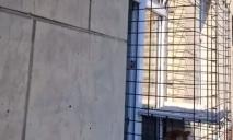 У Дніпрі соліст театру  показав імпровізований балкон для кота у центрі міста
