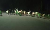 В Днепре несколько десятков коз захватили АЗС (ВИДЕО)
