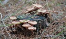 В Днепре дикорастущие грибы чуть не убили человека