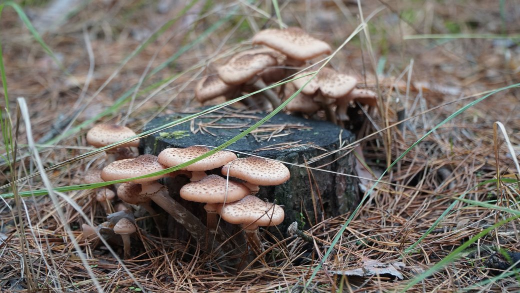 Новости Днепра про У Дніпрі дикорослі гриби ледве не вбили людину