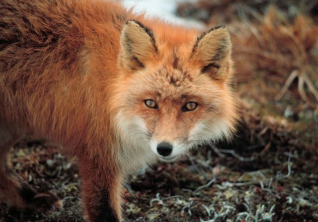 Новости Днепра про У Дніпрі помітили лисиць: граються та почуваються як вдома