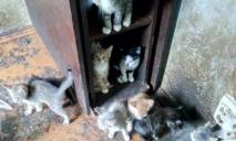 Кілограми фекалій на підлозі: у Дніпрі в квартирі померлого пенсіонера жило понад 20 кошенят