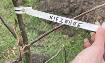 У Дніпропетровській області висадили 12 старовинних сортів дерев з Європи