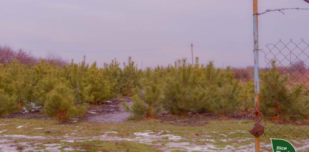 Жители Днепра и области могут купить новогоднюю елку в лесхозе: какие цены