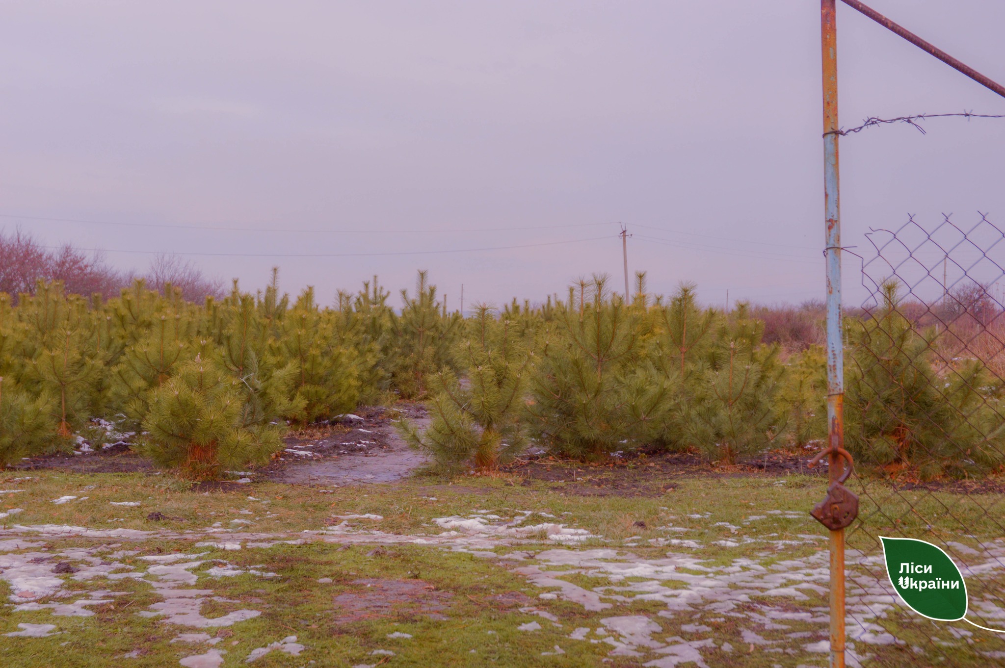 Новости Днепра про Жители Днепра и области могут купить новогоднюю елку в лесхозе: какие цены