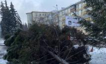 В Днепре ветром с корнем вырвало 10-метровую елку (ФОТО)
