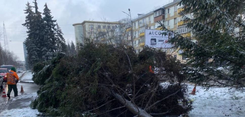 Новости Днепра про В Днепре ветром с корнем вырвало 10-метровую елку (ФОТО)