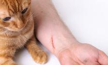 На Днепропетровщине кошки стали чаще болеть бешенством