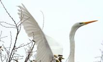 Біля Дніпра зазнімкували рідкісного птаха, який мав відлетіти у вирій, але залишився на зимівлю (ФОТО)