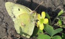На Днепропетровщине заметили «весеннюю бабочку» (ФОТО)