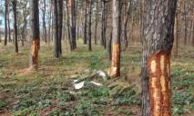 На Днепропетровщине неизвестные «сдирают» кору с деревьев: зачем