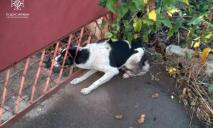 В Никополе собака застряла в железном заборе: ее освобождали спасатели