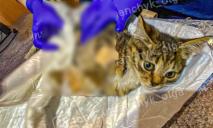 Гніє половина тіла: у Дніпрі рятують покалічену кішку Фріду