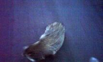 Кусав рибалку за кросівок: на Дніпропетровщині розгулює агресивний єнот