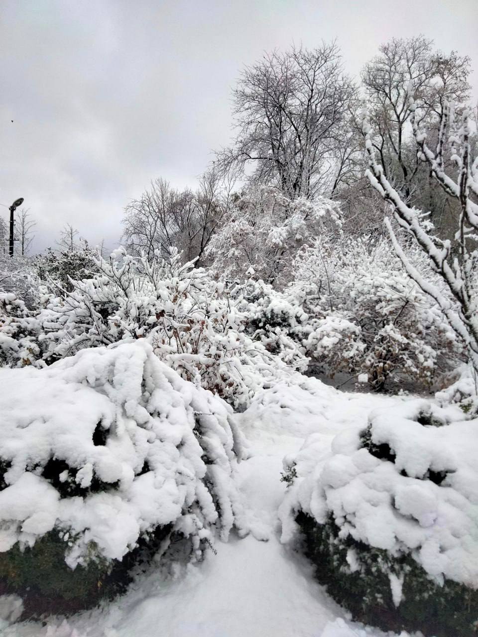 Новости Днепра про Ботсад у Дніпрі опинився у сніговому полоні: чи нашкодила перша хурделиця рослинам