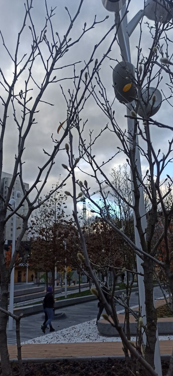 Новости Днепра про В сквере на Успенской площади из-за аномально теплой осени на деревьях появились почки