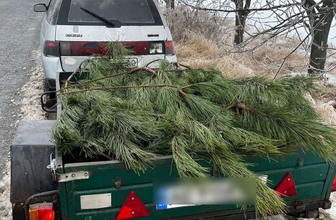 Новости Днепра про На Дніпропетровщині затримали водія з цілим причепом сосен