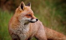 У Дніпрі жителі Тополі приручили нахабну лисичку, яка вимагає годувати її курячим м’ясом (ВІДЕО)
