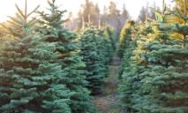 В Днепропетровской области установят лимит на елки