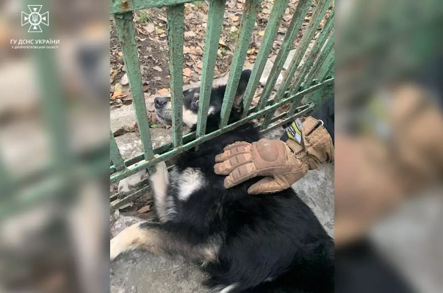 Новости Днепра про Поблизу Дніпра пес застряг головою в паркані (ФОТО)