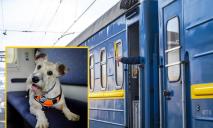 «Постоянно переживает, что поезд уедет без нее»: в сети показали рабочие будни собаки-проводницы Николь из Днепра
