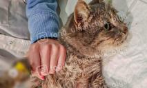 У Дніпрі допомоги потребує хвора кішка, яка постраждала від рук недобросовісного ветеринара