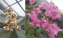 Две недели холода: в ботсаду в Днепре чудом спасли редкие растения