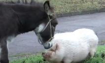 В Днепре «влюбленная» вьетнамская свинья помогла «поставить на ноги» раненого ишака из Харькова