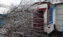 На Дніпропетровщині заледеніле дерево впало на будинок 83-річної жінки та заблокувало господиню всередині