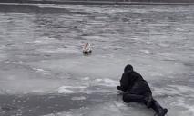 В Днепре лебедь вмерз в лед: птицу спасали водолазы (ВИДЕО)